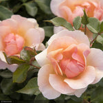 Load image into Gallery viewer, Rose, Nitty Gritty, Peach #5