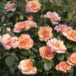 Load image into Gallery viewer, Rose, Nitty Gritty, Peach #5