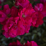 Load image into Gallery viewer, Rose, Nitty Gritty, Pink #5