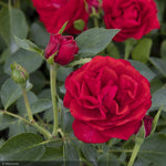 Load image into Gallery viewer, Rose, Nitty Gritty, Red - PT #5