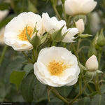 Load image into Gallery viewer, Rose, Nitty Gritty, White #5