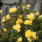 Load image into Gallery viewer, Rose, Nitty Gritty, Yellow #5