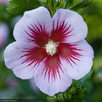 Load image into Gallery viewer, Rose of Sharon, Orchid Satin #7 PT