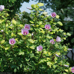 Load image into Gallery viewer, Rose of Sharon, Paraplu Adorned #3