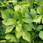 Load image into Gallery viewer, Rose of Sharon, Paraplu Adorned #3