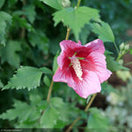 Load image into Gallery viewer, Rose of Sharon, Red Pillar #3