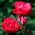 Load image into Gallery viewer, Rose, Oso Easy Double Red #3