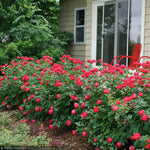 Load image into Gallery viewer, Rose, Oso Easy Double Red #3