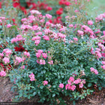 Load image into Gallery viewer, Rose, Oso Easy Double Pink #3