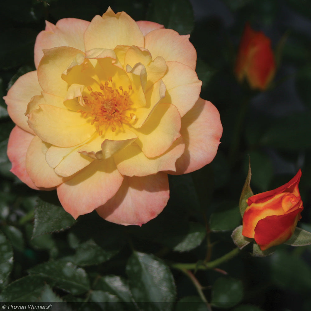 ice rose succulent Rose, Oso Easy Italian Ice #3 – Greenwood Creek Nursery