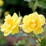 Load image into Gallery viewer, Rose, Oso Easy Lemon Zest #3