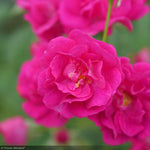 Load image into Gallery viewer, Rose, Oso Easy Peasy #3