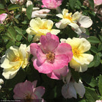 Load image into Gallery viewer, Rose, Peach Lemonade #3