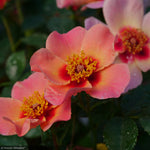 Load image into Gallery viewer, Rose, Ringo All-Star #3