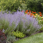 Load image into Gallery viewer, Russian Sage #1