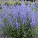 Load image into Gallery viewer, Russian Sage, Blue Jean Baby #1