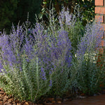 Load image into Gallery viewer, Russian Sage, Blue Steel #1