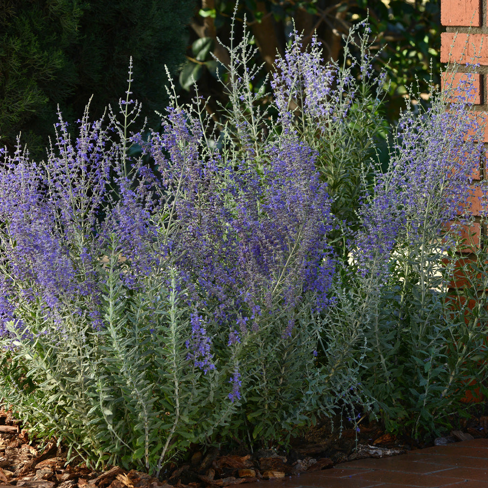 Russian Sage, Blue Steel #1