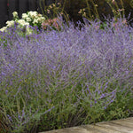 Load image into Gallery viewer, Russian Sage, Crazy Blue #1