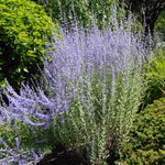 Load image into Gallery viewer, Russian Sage, Little Spire #1