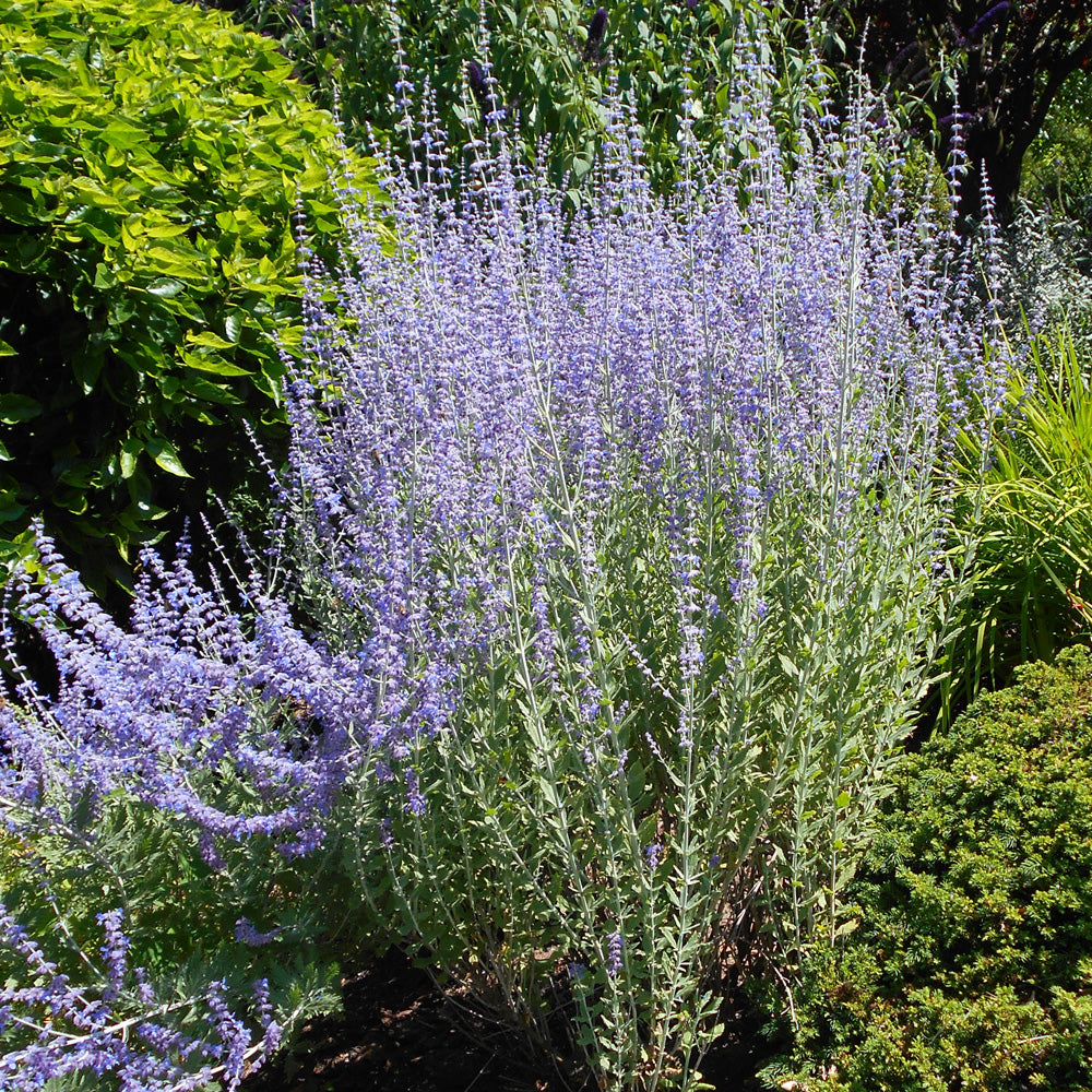 Russian Sage, Little Spire #1