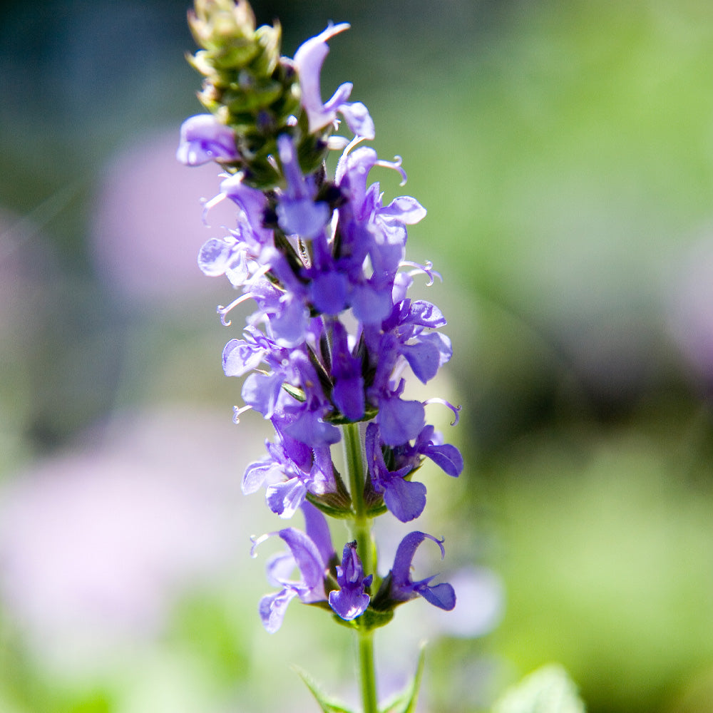 Salvia, Blue Hill #1