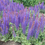 Load image into Gallery viewer, Salvia, Blue Hill #1