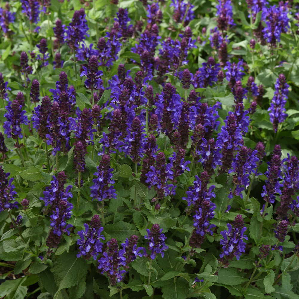 Salvia, Blue Marvel #1
