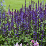 Load image into Gallery viewer, Salvia, Caradonna Qt