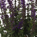 Load image into Gallery viewer, Salvia, Caramia #1