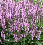 Load image into Gallery viewer, Salvia, Color Spires Pink Dawn #1