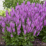 Load image into Gallery viewer, Salvia, Color Spires Back to the Fuchsia #1