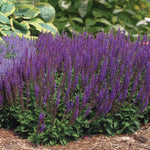 Load image into Gallery viewer, Salvia, East Friesland #1