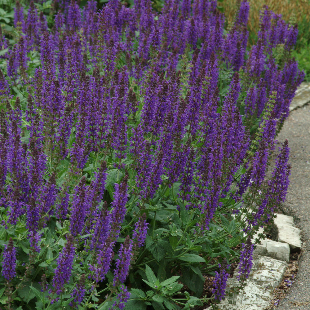 Salvia, May Night #1