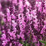 Load image into Gallery viewer, Salvia, Pink Nebula #1