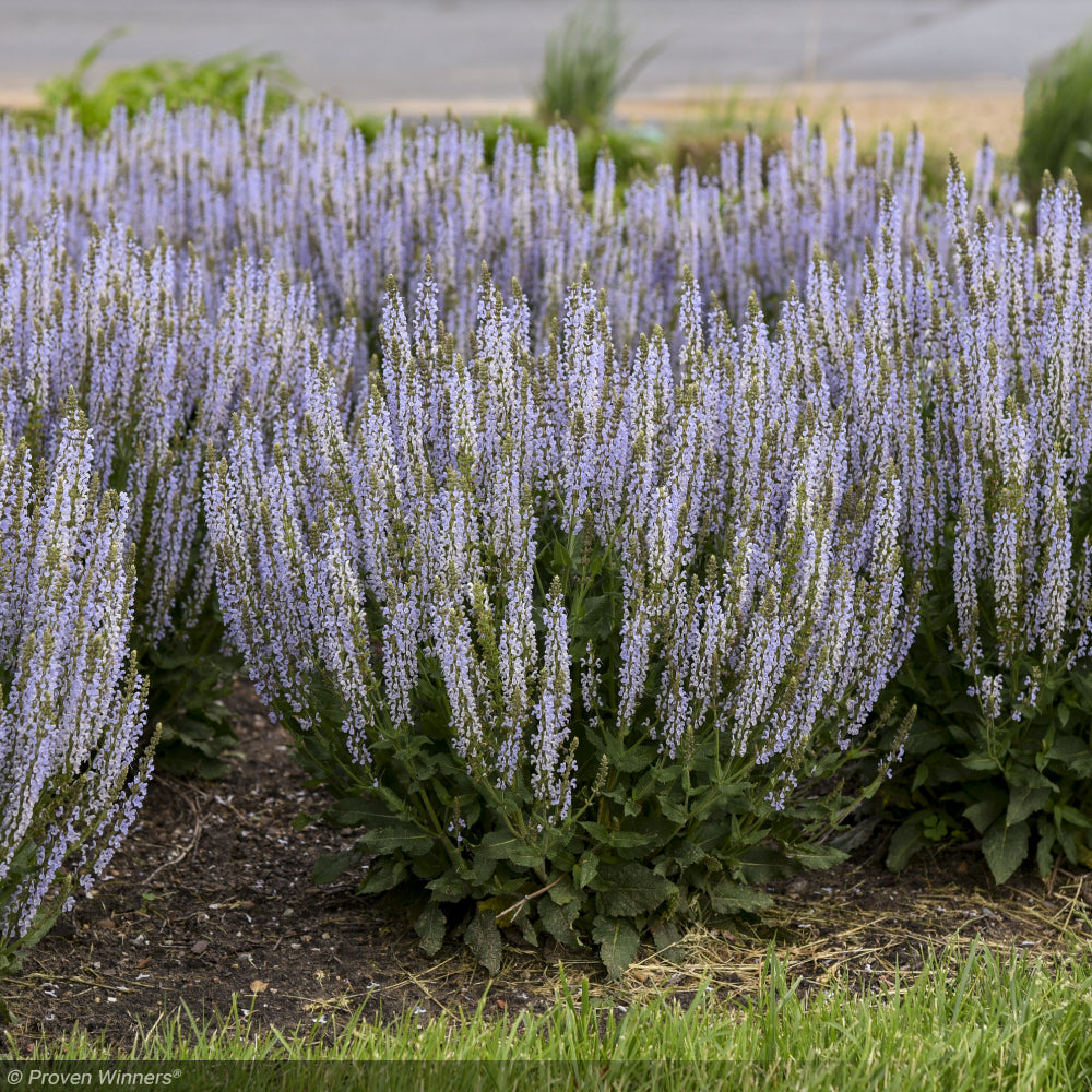 Salvia, Perfect Profusion #1 – Greenwood Creek Nursery