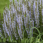 Load image into Gallery viewer, Salvia, Perfect Profusion #1