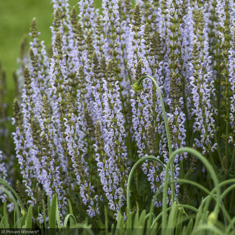 Salvia, Perfect Profusion #1 – Greenwood Creek Nursery