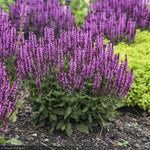 Load image into Gallery viewer, Salvia, Pink Profusion #1