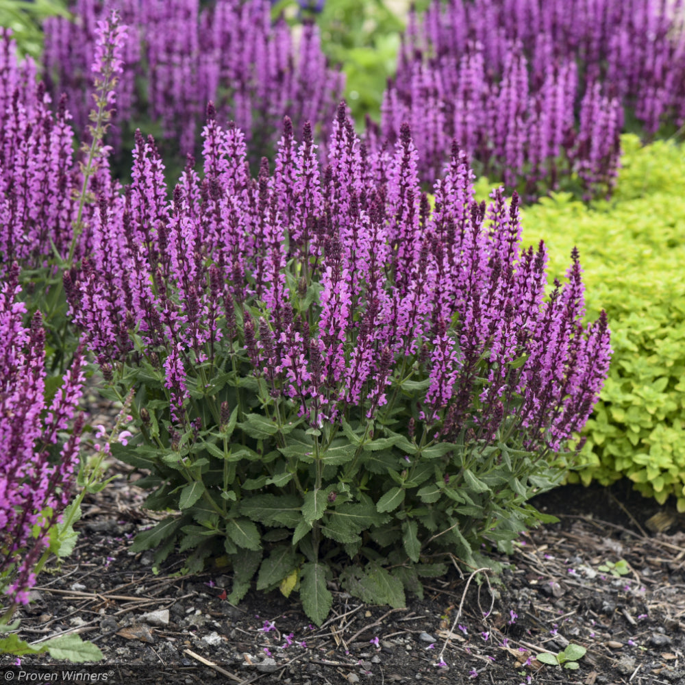 Salvia, Pink Profusion #1