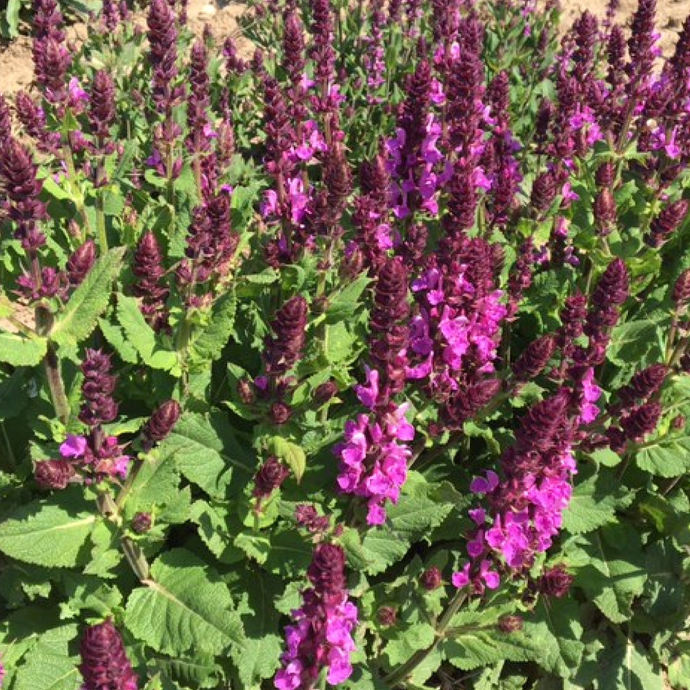Salvia, Rose Marvel #1