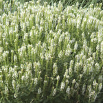 Load image into Gallery viewer, Salvia, Snow Hill #1