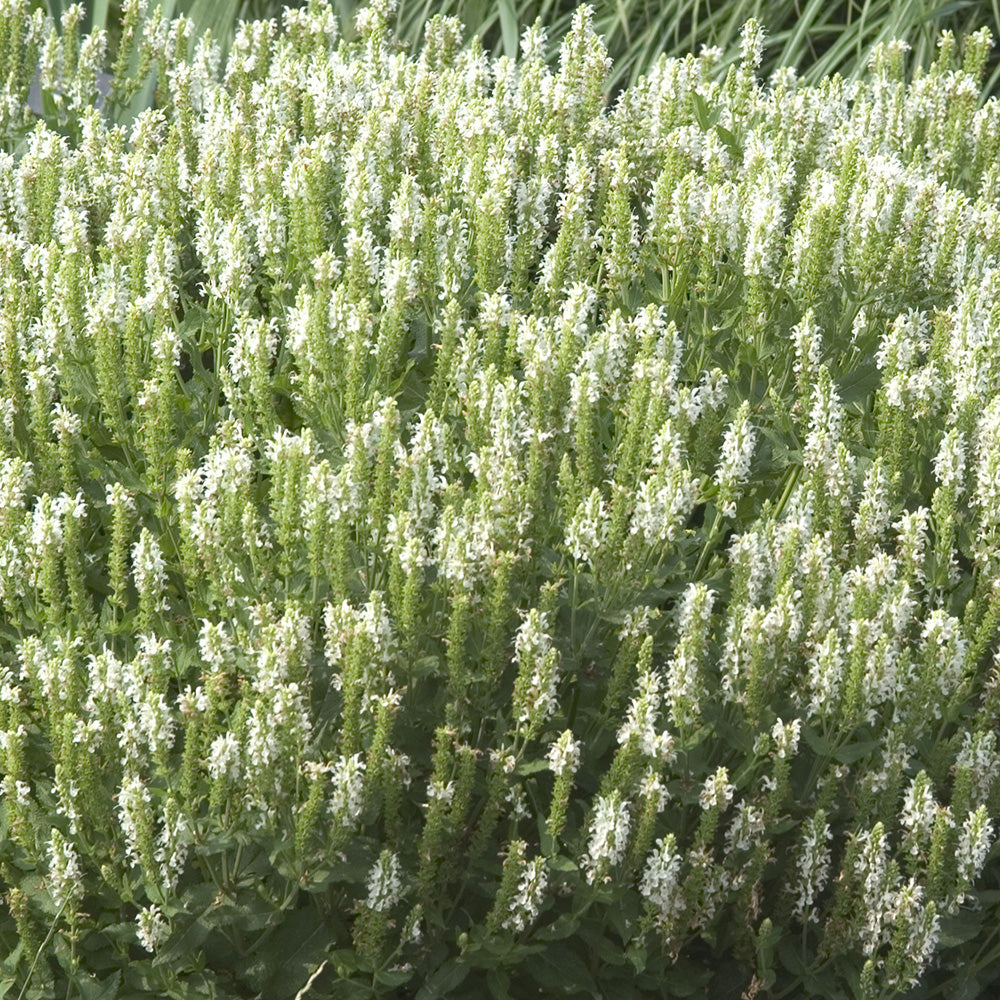 Salvia, Snow Hill #1