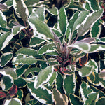 Load image into Gallery viewer, Salvia, Tricolor #1