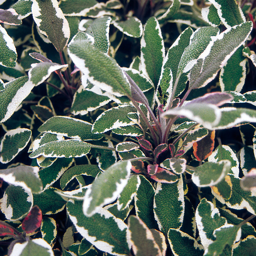 Salvia, Tricolor #1