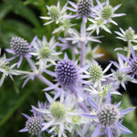 Load image into Gallery viewer, Sea Holly, Blue Hobbit Qt