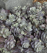 Load image into Gallery viewer, Sedum, Sunsparkler Dazzleberry #1