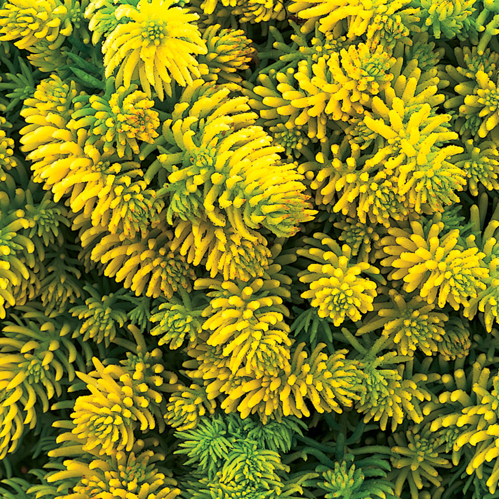 Sedum, Angelina #1