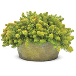 Load image into Gallery viewer, Sedum, Angelina #1