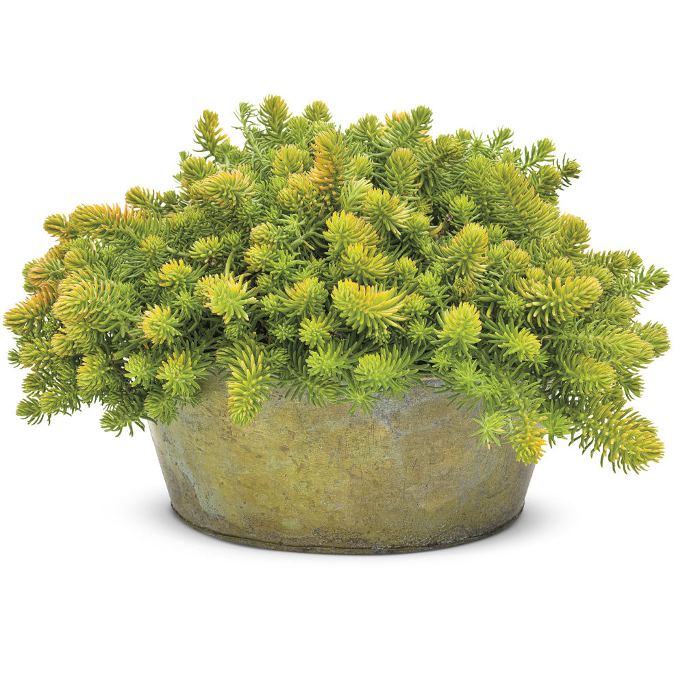 Sedum, Angelina #1